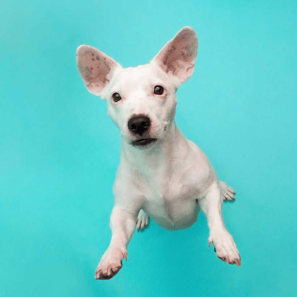 A dog shown with the Larkspur 1.35m Seamless Colorama Background.