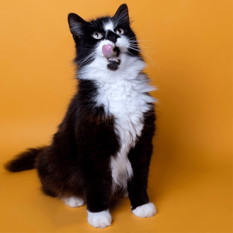 A cat pictured with the Colorama Sunflower Seamless Studio Background Paper.